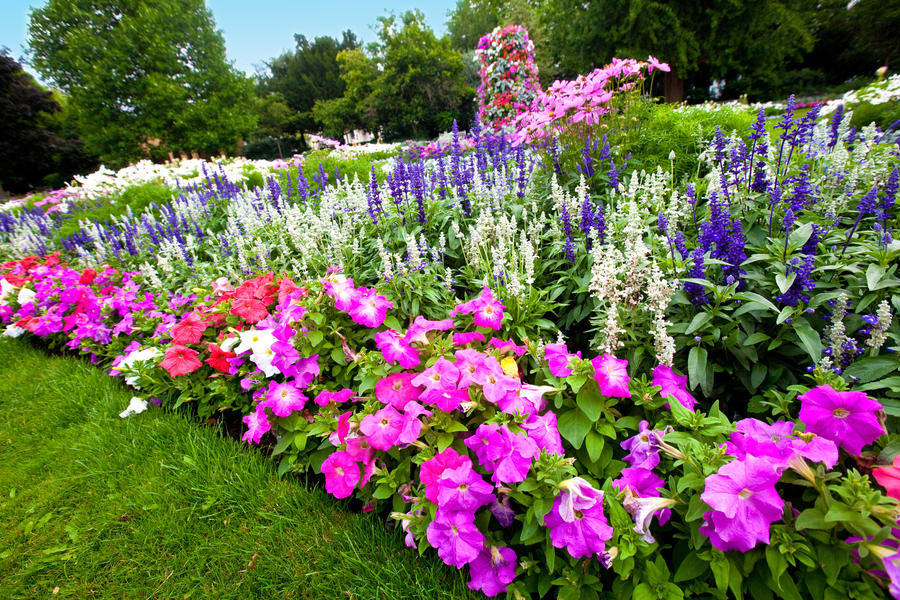 Close up of purple and white flower beds